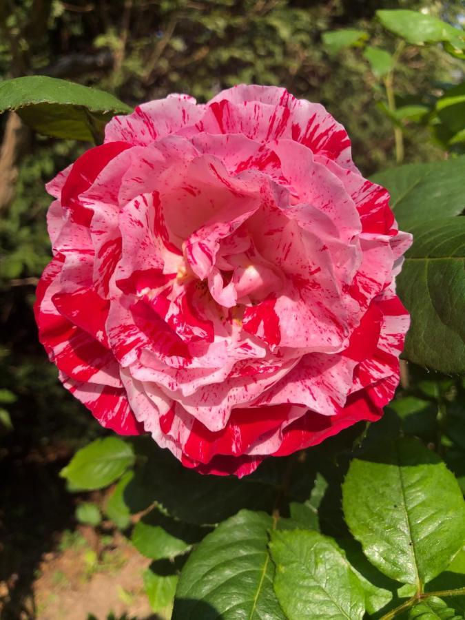 Le Chai De La Rose Spa Et Seances Bien Etre Doué-la-Fontaine Exterior foto