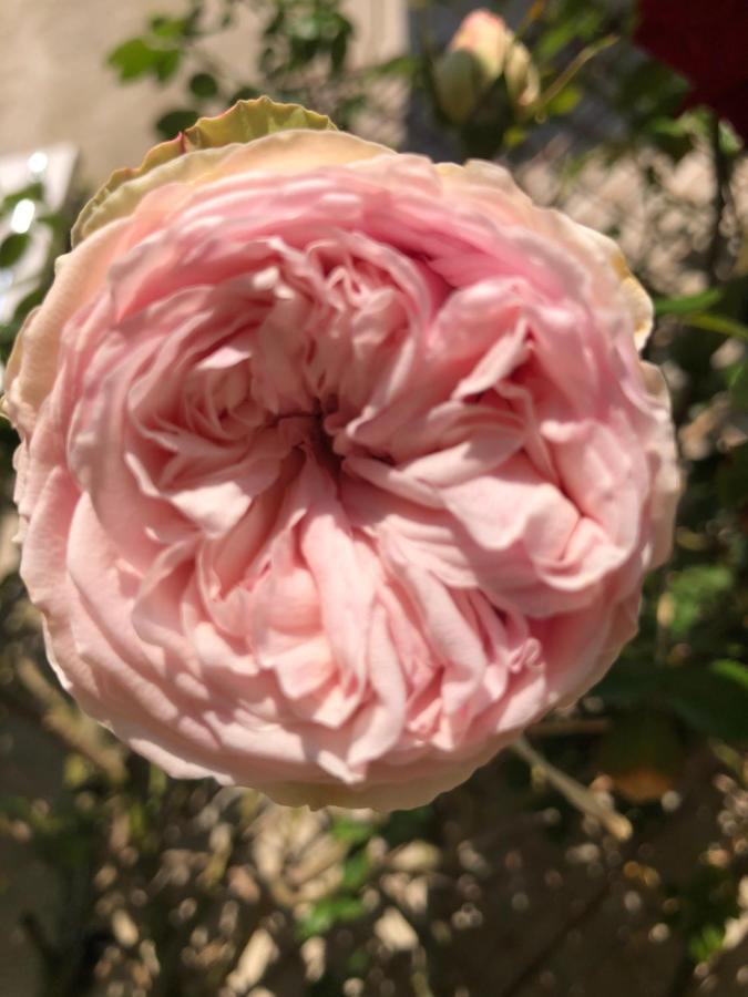 Le Chai De La Rose Spa Et Seances Bien Etre Doué-la-Fontaine Exterior foto
